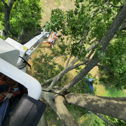 ASPEN-website-arborist-services-top-view