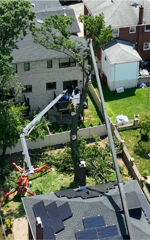 ASPEN-website-arborist-tree-removal-section-top-view-crane