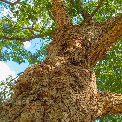 ASPEN-website-fertilization-big-tree