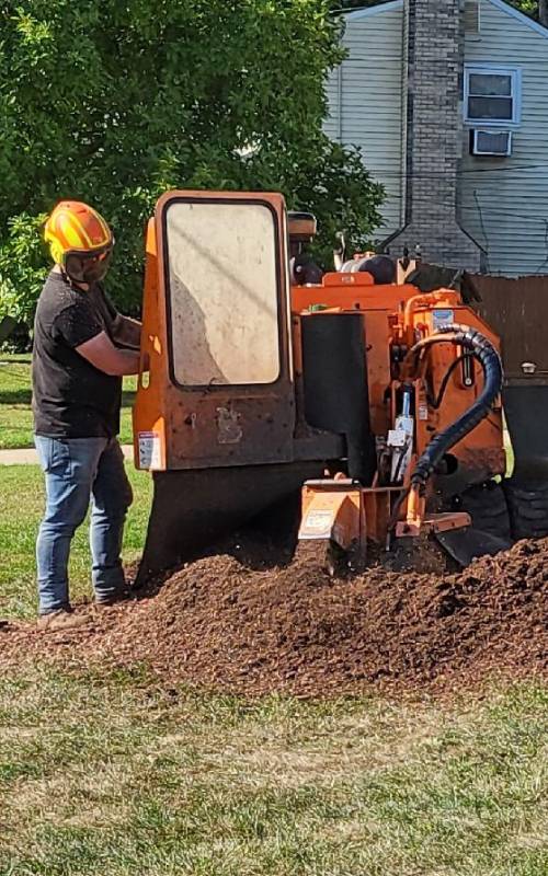 An Aspen Tree Service Inc. tree worker operating an orange stump grinder to remove a tree stump.