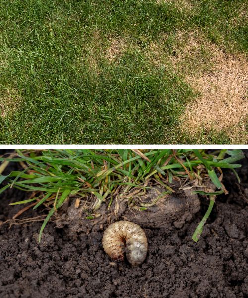 Signs of lawn damage and white grubs.