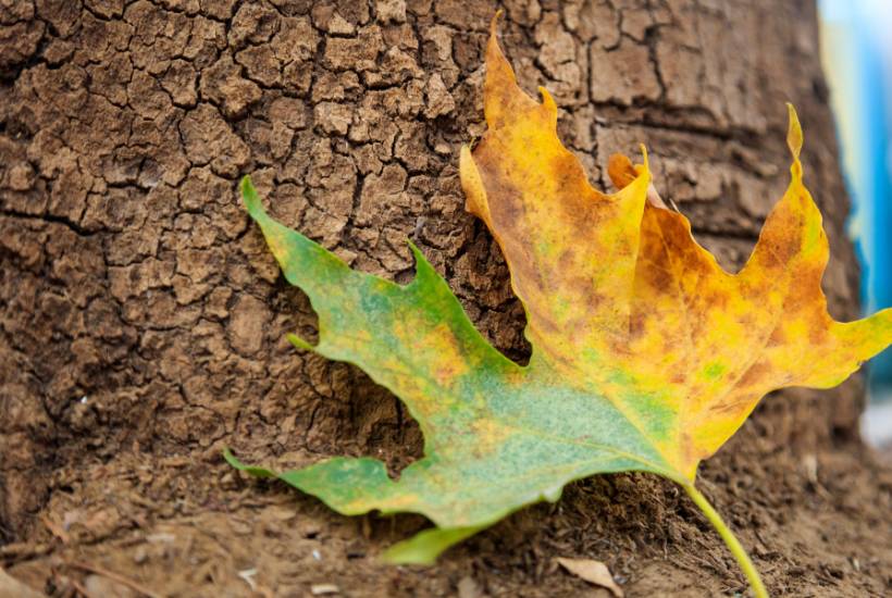Diseased maple leaf against the bark of a tree.