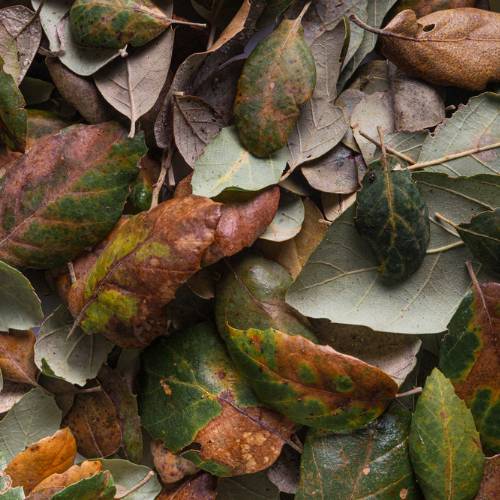 A pile of diseased leaves on the ground.