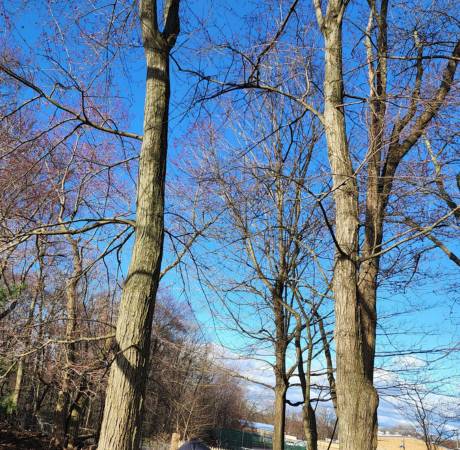 ASPEN-website-pest&disease-tree-monitoring2