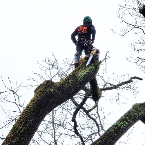 An arborist wearing a black and orange Aspen Tree Service Inc sweatshirt standing on top of the cut part of a tree that's being removed.