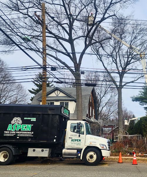 Aspen Tree Service Inc. arborists trimming a tree near powerlines.