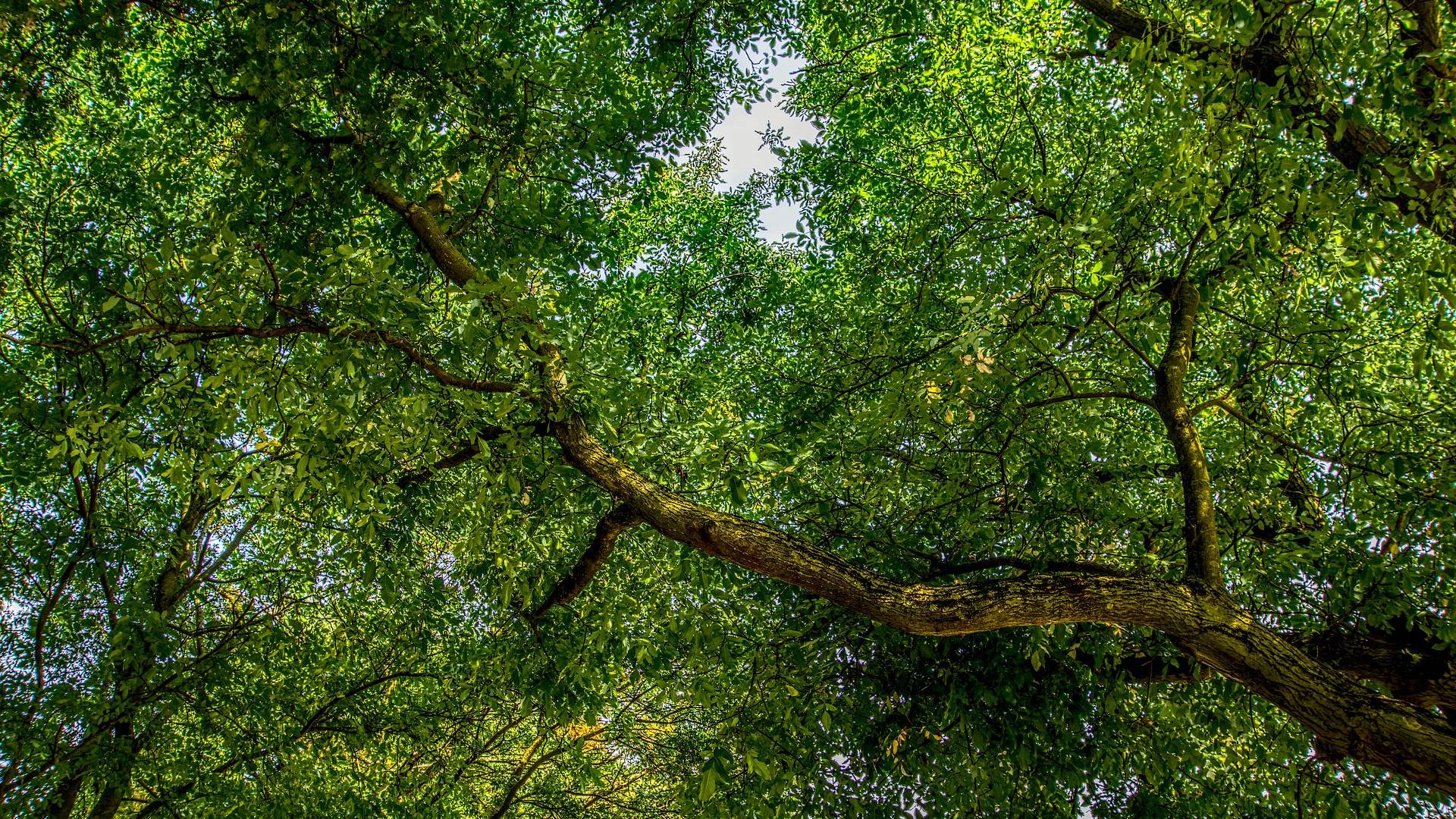 When taking care of beautiful green foliage like this, you want to hire a New Jersey Licensed Tree Expert.