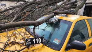 Look for signs of a hazardous tree to avoid your large tree from falling on a yellow Newark New Jersey taxicab.