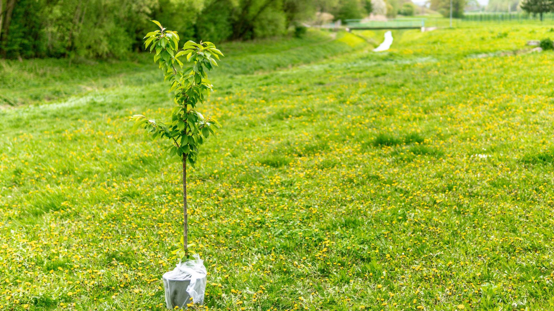 A young thin sapling with green leaves sits in a plastic wrapped pot in a green field dotted with yellow flowers with a small stream and a bridge in the background to celebrate tree city USA.