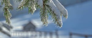 A snow dusted coniferous branch with short green needles hangs in the sunlight in front of a snow covered field.