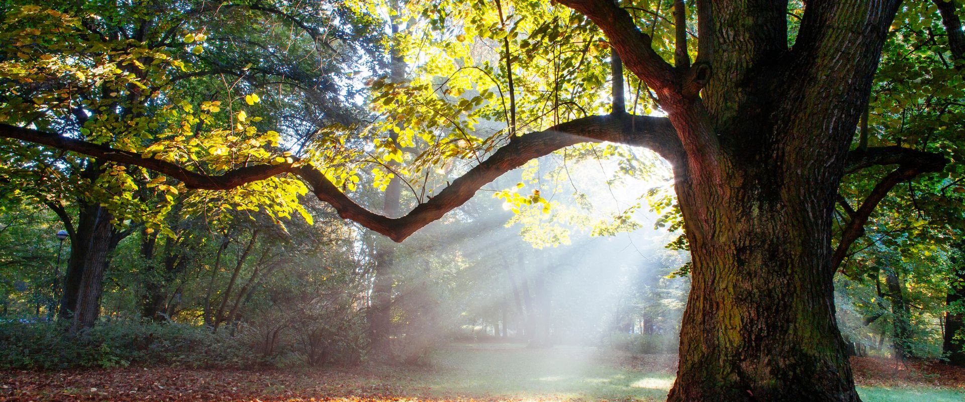 Oak trees, like the ones pictured here, are at risk of oak wilt as it threatens to spread to New Jersey.