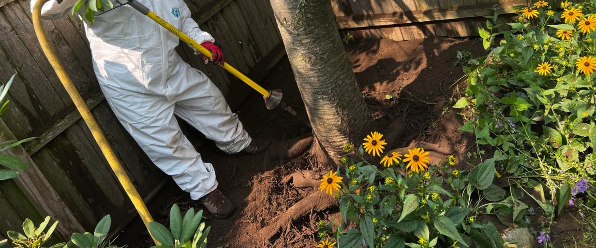 An arborist from Aspen Tree uses an air spade to expose the root flare of a tree in Montclair, NJ during a tree preservation project.