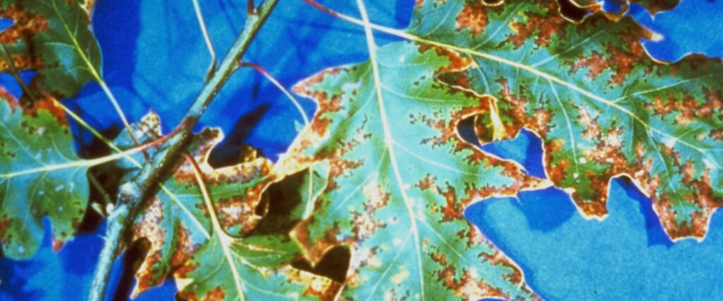 BLS on leaves of an oak tree with a blue background.