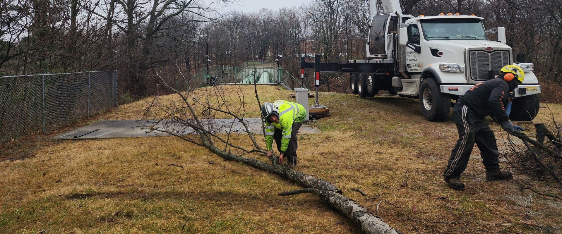 The team at Aspen Tree works to remove a tree during the winter in Cedar Grove, NJ.