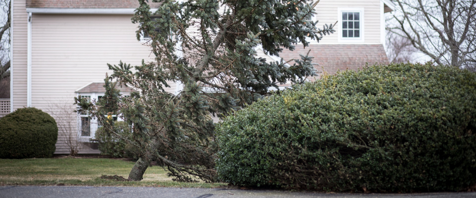 Storm-damaged trees leaning dangerously near a Northern New Jersey home in Montclair after hurricane winds, requiring immediate Licensed Tree Expert assessment.