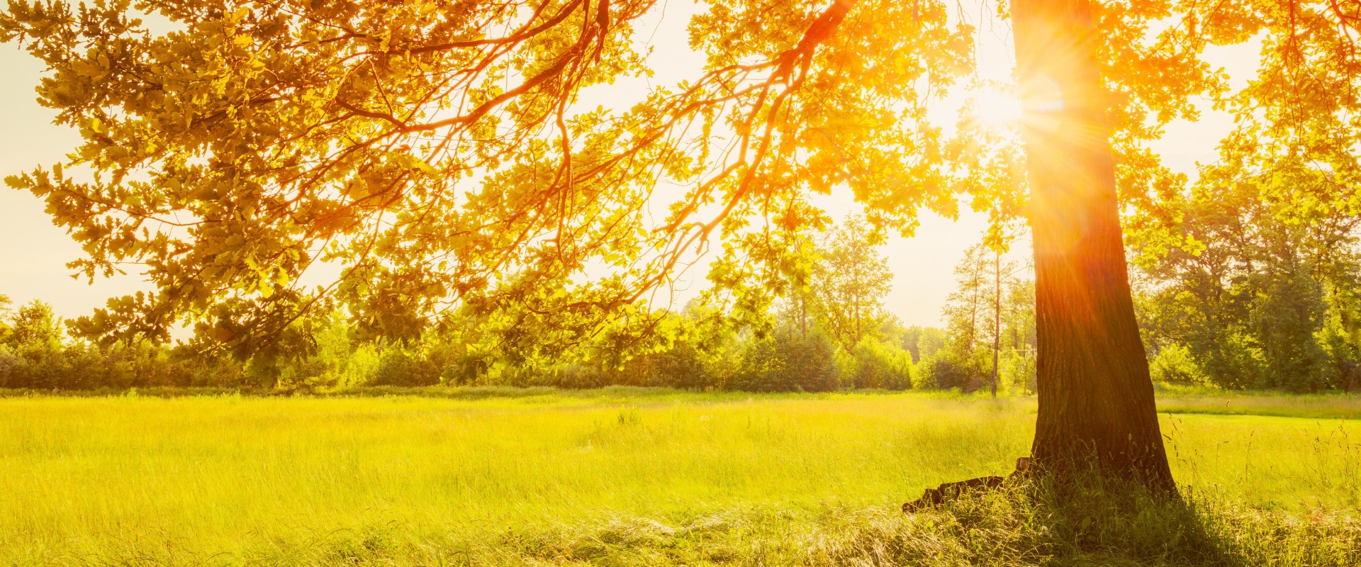 Trees in the summer during a drought in Clifton, NJ.