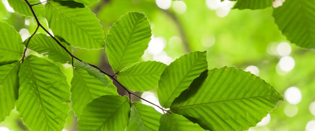 A close-up look on healthy beech leaves growing during spring