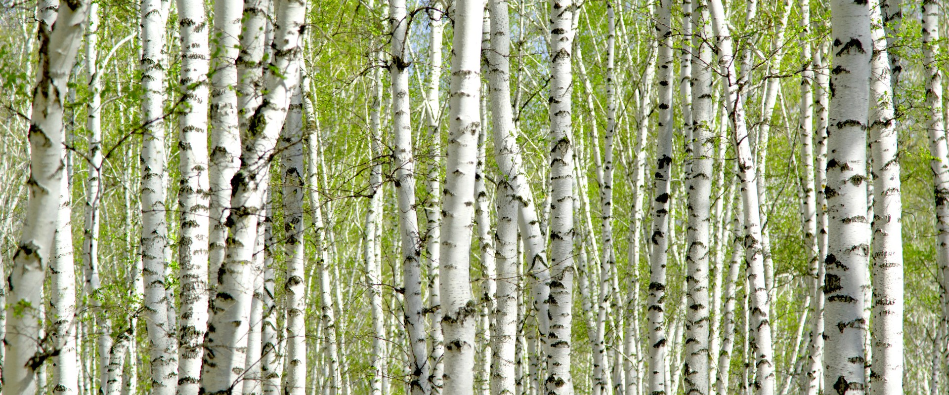 A forest of birch trees, a common target of wood-boring insects.