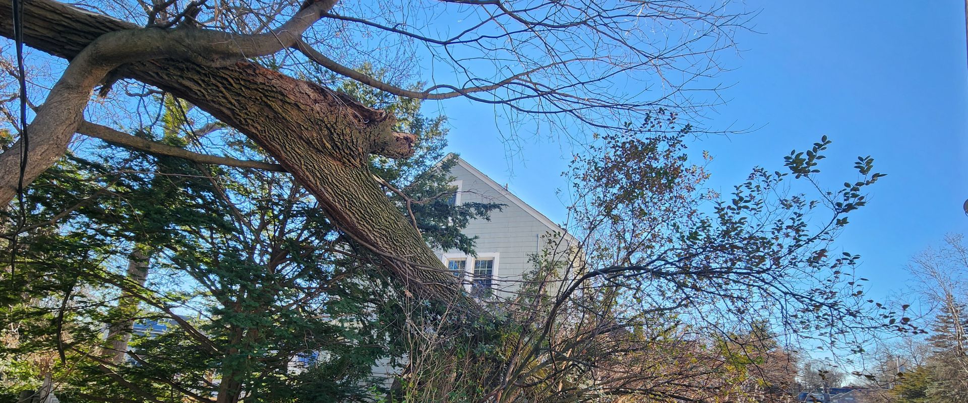 A storm-damaged tree that has fallen on residential property in Northern NJ, requiring immediate removal.
