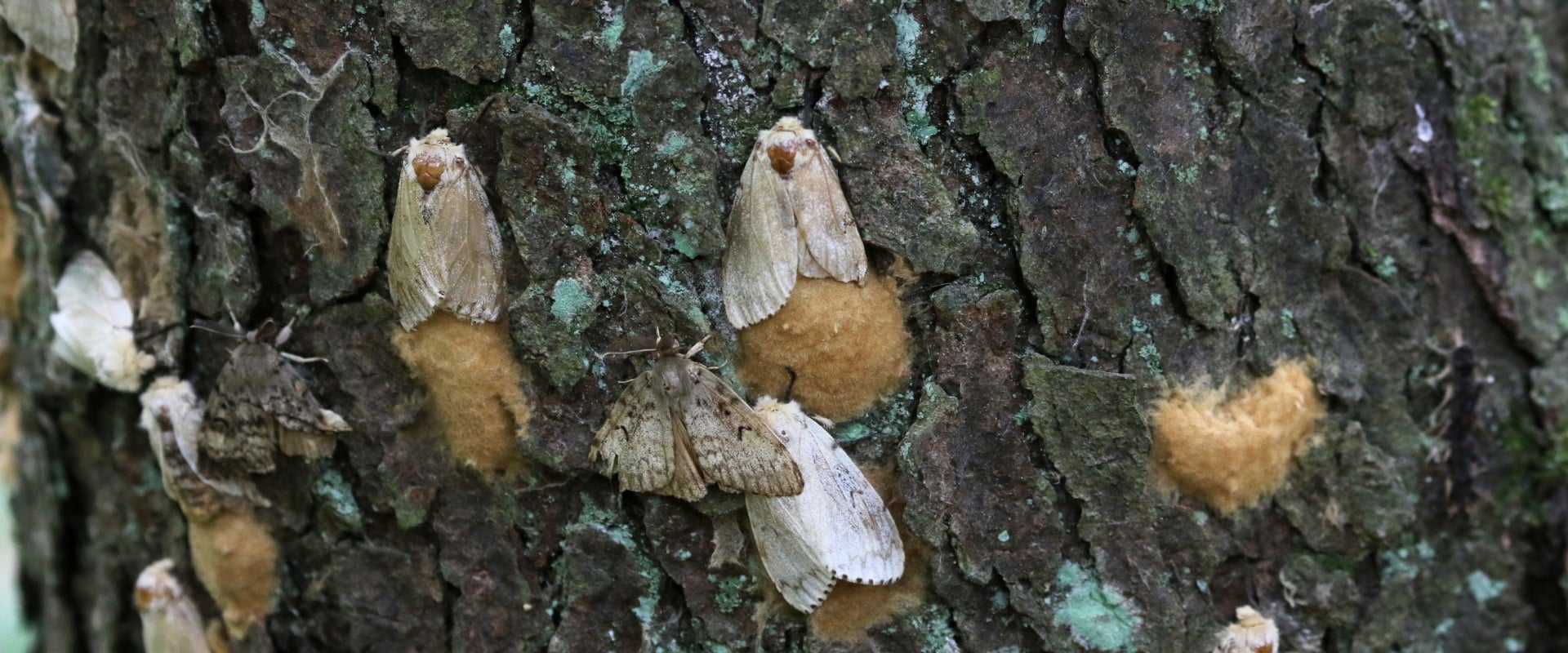 Several adult spongy moths resting on tree bark alongside tan, fuzzy egg masses.