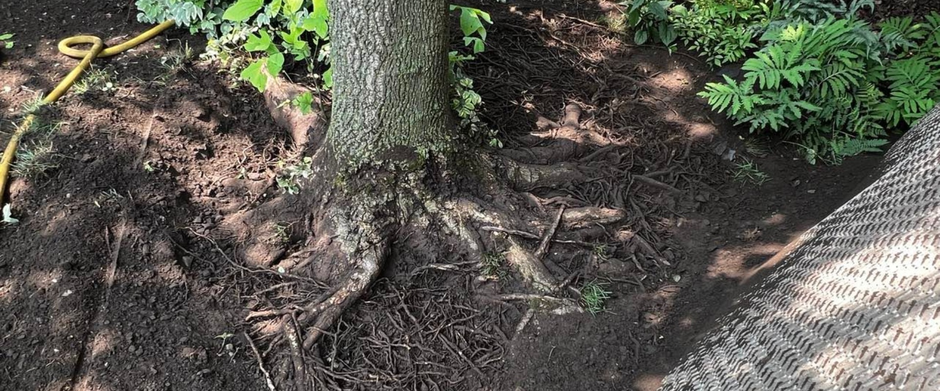 An exposed tree root system showing multiple girdling roots circling around the base of a mature tree trunk after soil excavation.