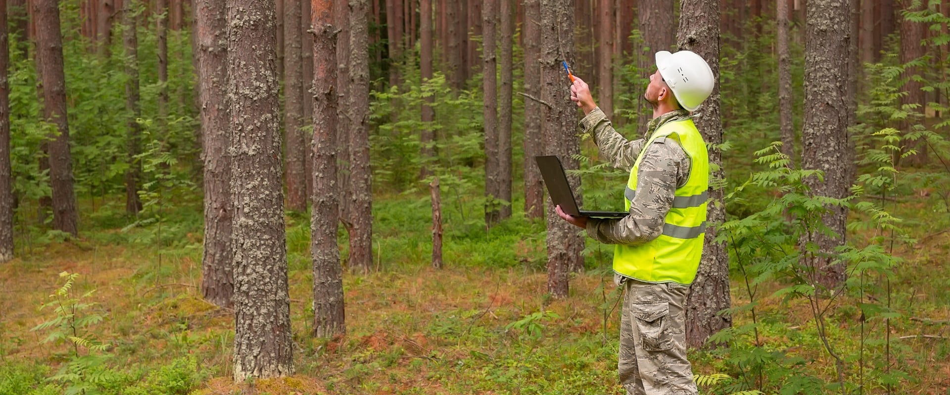 Arborist in safety vest and hard hat inspecting tree trunk in a wooded area while holding a laptop.