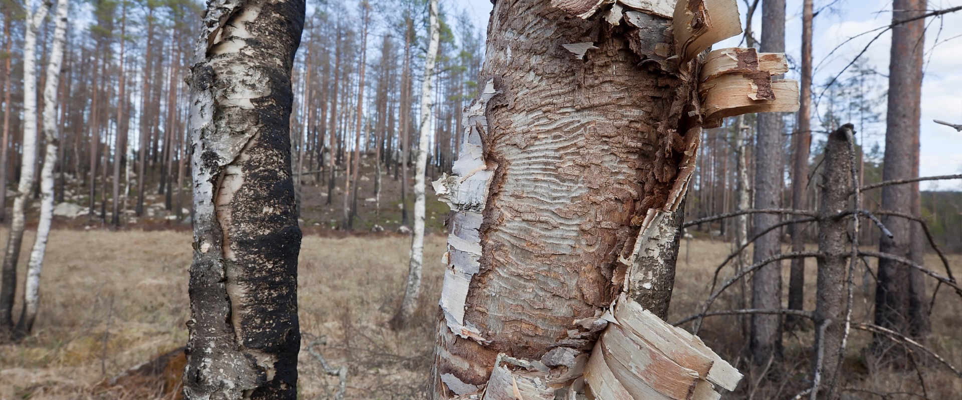 Multiple birch trees in a forest setting show severe damage with peeling bark, exposed wood, and dead branches indicating advanced bronze birch borer infestation.