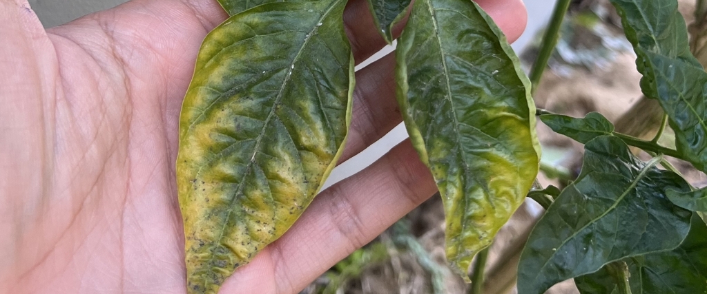Guide to Insect Pests & Diseases of Trees in Northern New Jersey 12 Verticillium wilt causes wilting and yellowing of leaves