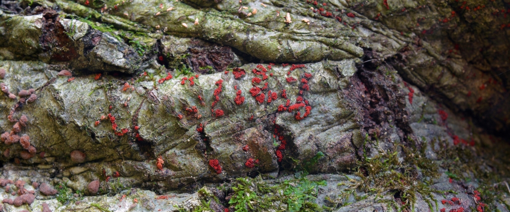 Guide to Insect Pests & Diseases of Trees in Northern New Jersey 3 beech bark disease