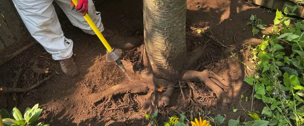 Tree Preservation: How to Save at Risk Trees in Northern New Jersey 3 A tree preservation arborist from Aspen Tree exposes the root flare of a tree with an air spade in Montclair, NJ.
