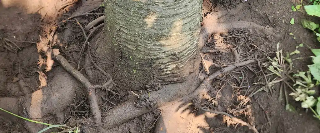 Tree Preservation: How to Save at Risk Trees in Northern New Jersey 2 A tree with girdling roots in Montclair, NJ.