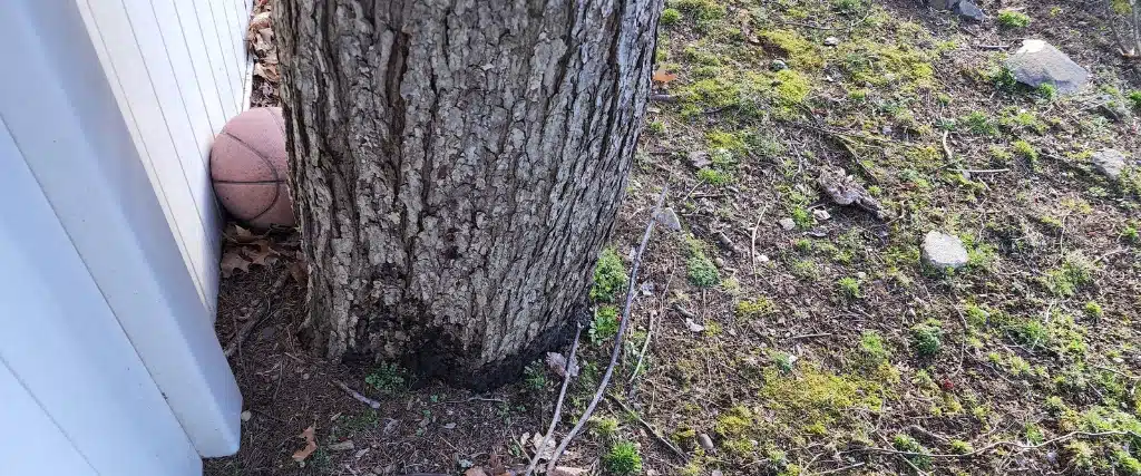 Tree Preservation: How to Save at Risk Trees in Northern New Jersey 1 A tree with no visible root flare in Vernoa, NJ.
