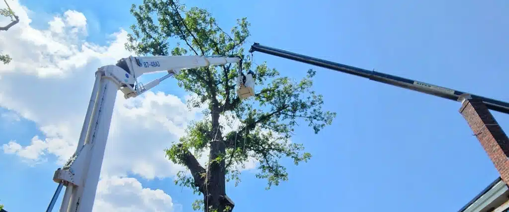 8 Ways to Prevent Oak Wilt from Killing Your Oak Trees 3 Aspen doing tree removal of an oak tree