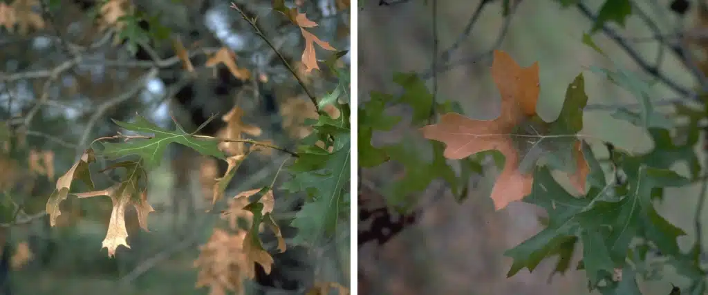 8 Ways to Prevent Oak Wilt from Killing Your Oak Trees 1 A close up of oak tree leaves exhibiting the signs of oak wilt.