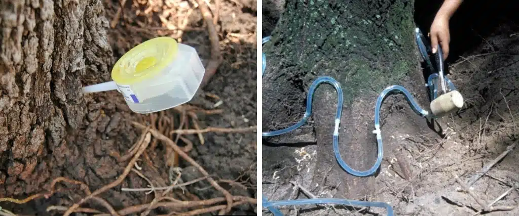 8 Ways to Prevent Oak Wilt from Killing Your Oak Trees 2 An Aspen Tree Service arborist injecting an oak tree with a fungicide treatment to protect it from oak wilt infection.