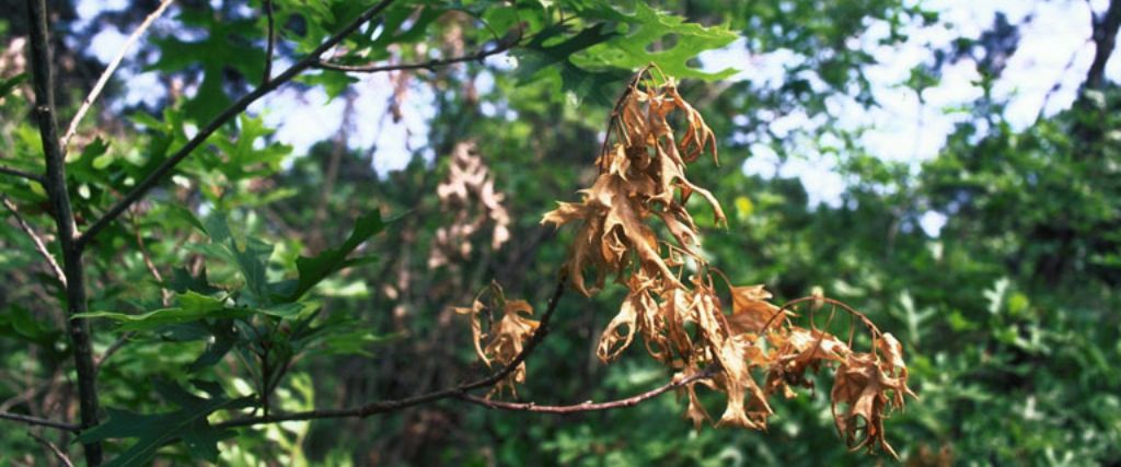 Closeup of a leaf discolored from oak wilt.