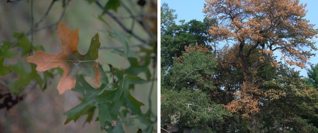 An oak tree infected by oak wilt, which spreads and leaves many trees dead.