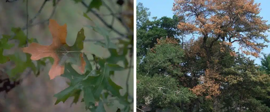 Oak Wilt Threatens New Jersey’s State Tree 1 An oak tree infected by oak wilt, which spreads and leaves many trees dead.
