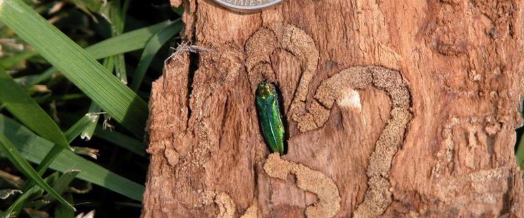 The emerald ash borer, a tree pest that attacks ash trees in Northern New Jersey.