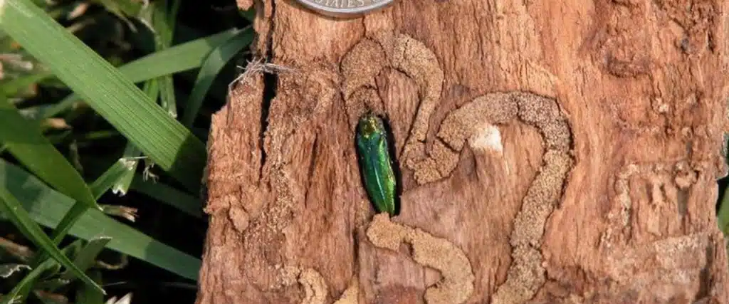 5 Common Summer Tree Stressors in Northern New Jersey 2 The emerald ash borer, a tree pest that attacks ash trees in Northern New Jersey.