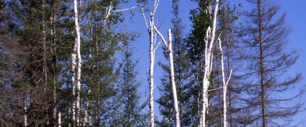 5 Common Summer Tree Stressors in Northern New Jersey 3 White birch trees showing the signs of decline due to drought stress.