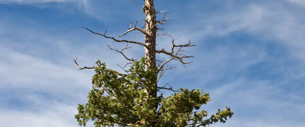 5 Common Summer Tree Stressors in Northern New Jersey 1 A pine tree showing the signs of drought stress.