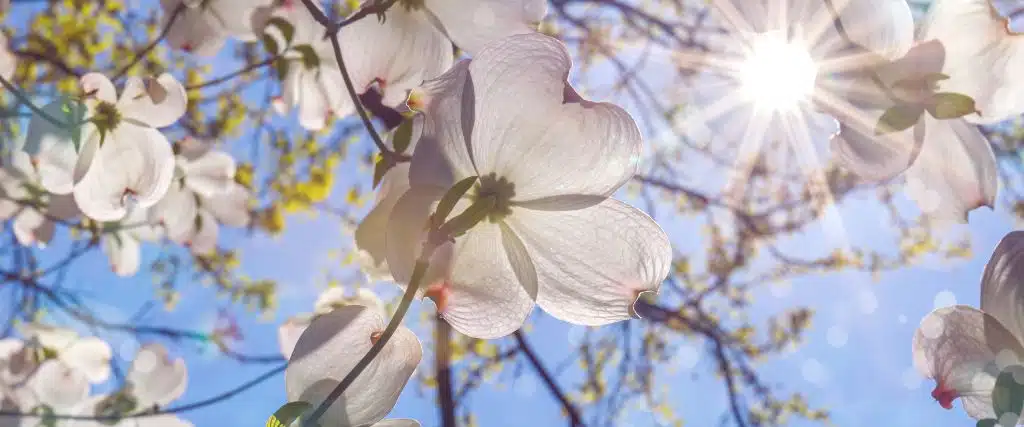 The 5 Benefits of Tree Pruning Every Northern New Jersey Homeowner Should Know 2 A flowering dogwood tree in the spring in Verona, NJ.
