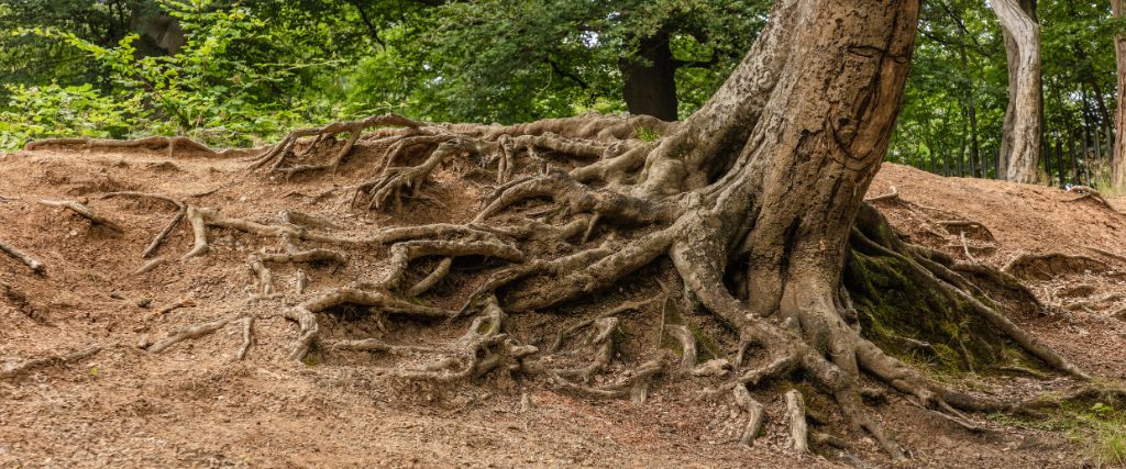 Soil erosion around the roots of a tree in Clifton, NJ.