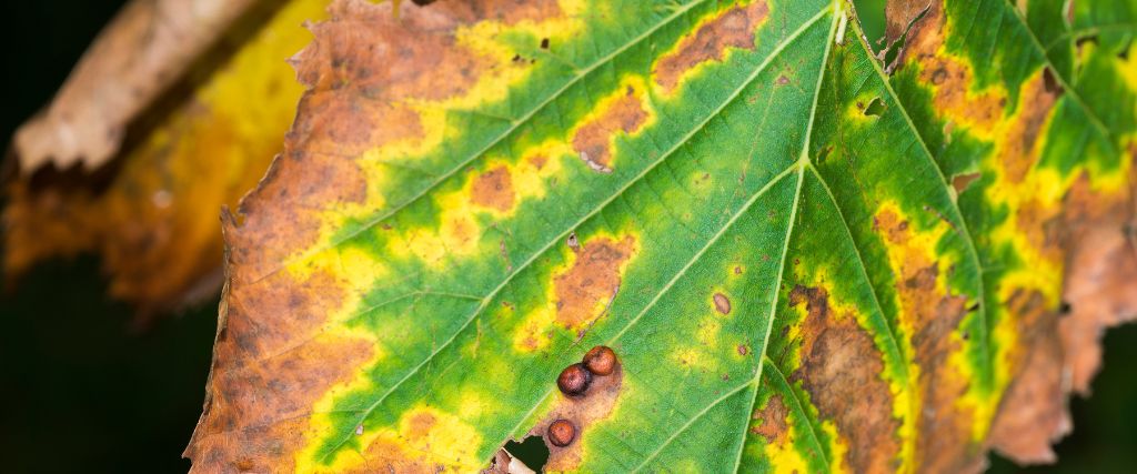 a close up look of the leaves of an elm tree with bacterial scorch leaf disease.