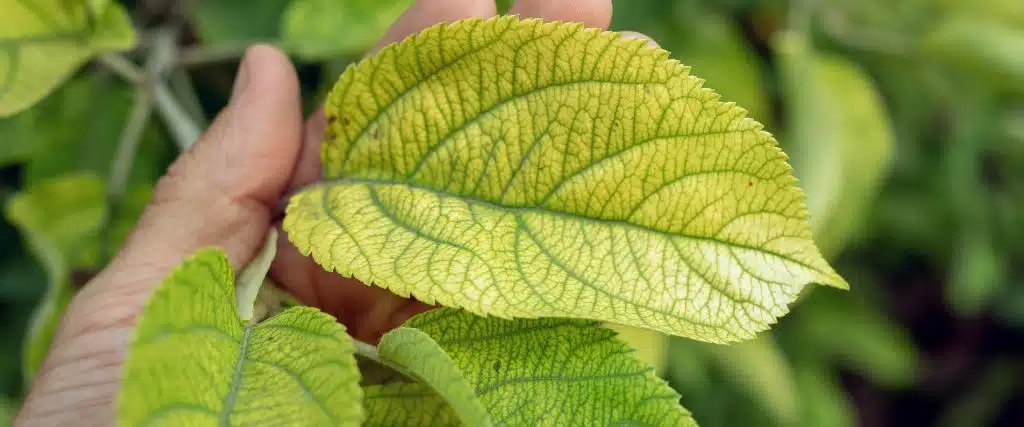 What Causes Scorched-Looking Leaves on New Jersey Trees? 1 A sick with yellow leaves of an apple tree with mineral deficiency.