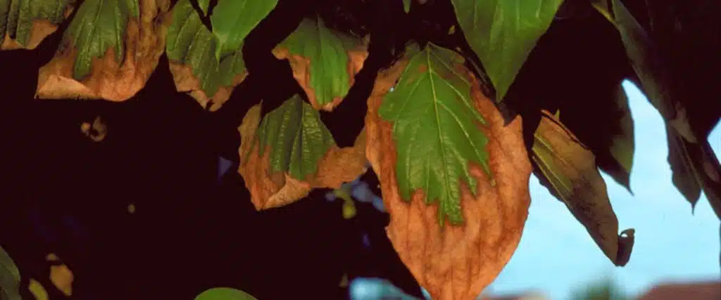 What Causes Scorched-Looking Leaves on New Jersey Trees? 2 Trees lacking water can contribute towards bacterial leaf scorch to your trees.