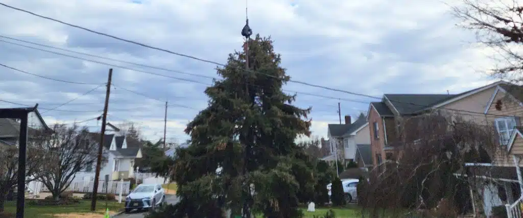 The 6 Benefits of Winter Tree Removal for Northern New Jersey Homeowners 1 The team at Aspen Tree uses a crane to lift an evergreen tree from a property in Hasbrouck Heights, NJ.