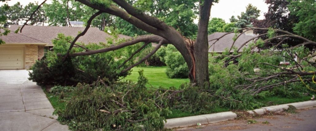 A large tree with co-dominant stems that split during a storm near Caldwell, NJ