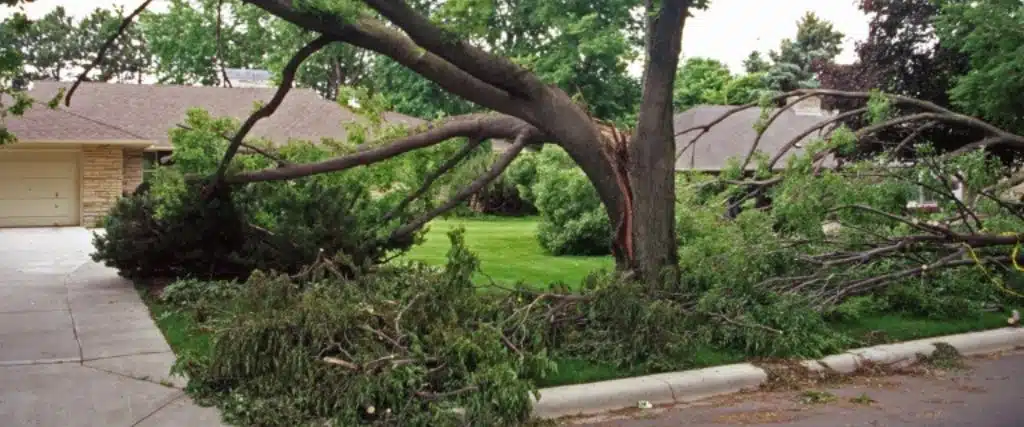 7 Warning Signs Your New Jersey Tree Needs Cabling and Bracing 3 A large tree with co-dominant stems that split during a storm near Caldwell, NJ